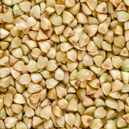Buvkwheat