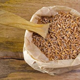 Khapli Wheat